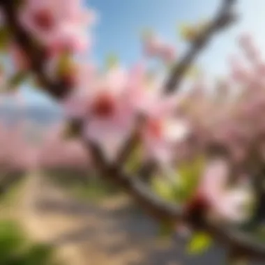 Scenic view of almond tree in bloom