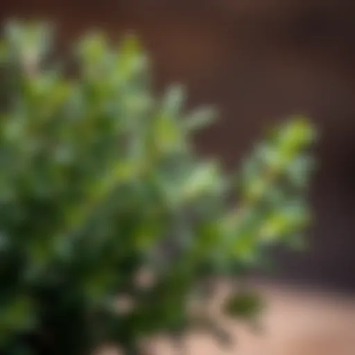 A fresh rosemary plant showcasing vibrant green leaves