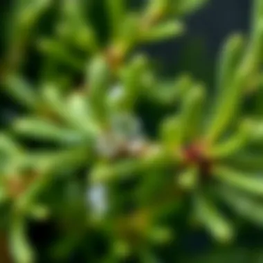 A close-up of rosemary leaves with droplets of water