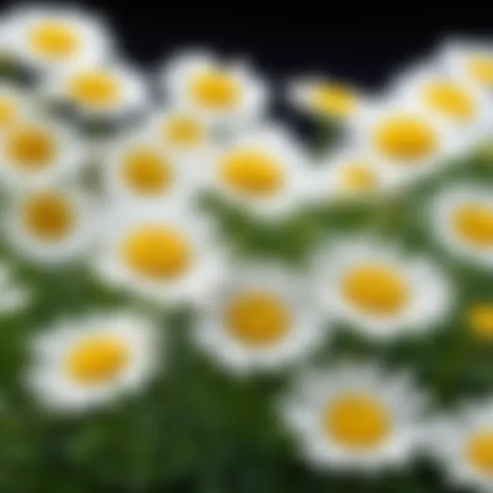 A close-up of chamomile flowers highlighting their natural beauty