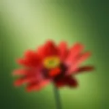 A vibrant red flower surrounded by complementary shades of green