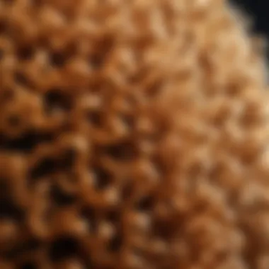 Close-up of a curly hair texture showcasing volume