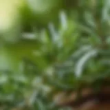 A close-up of rosemary leaves highlighting their aromatic qualities.