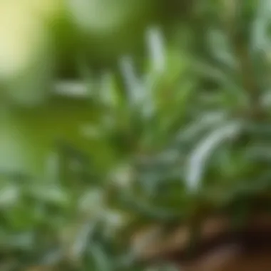 A close-up of rosemary leaves highlighting their aromatic qualities.