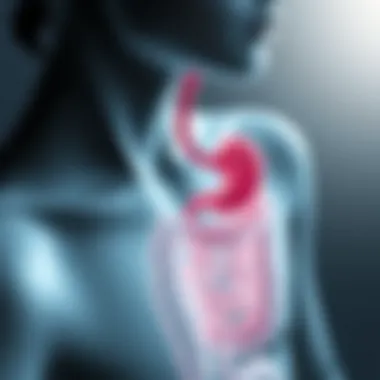 Collagen Absorption in the Digestive System Digestive system illustration showing collagen absorption