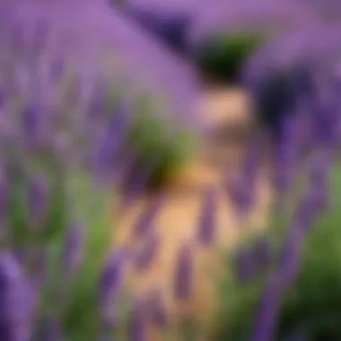 Vibrant Lavender Flowers Lavender flowers in full bloom showcasing their vibrant colors