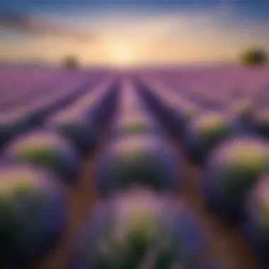 Serene Lavender Field A serene lavender field under a clear blue sky