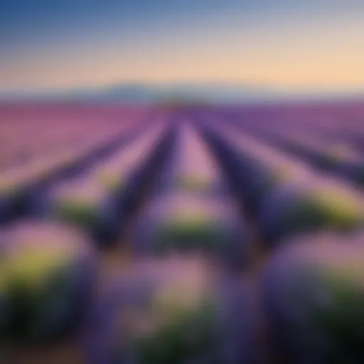 A serene lavender field under a clear blue sky