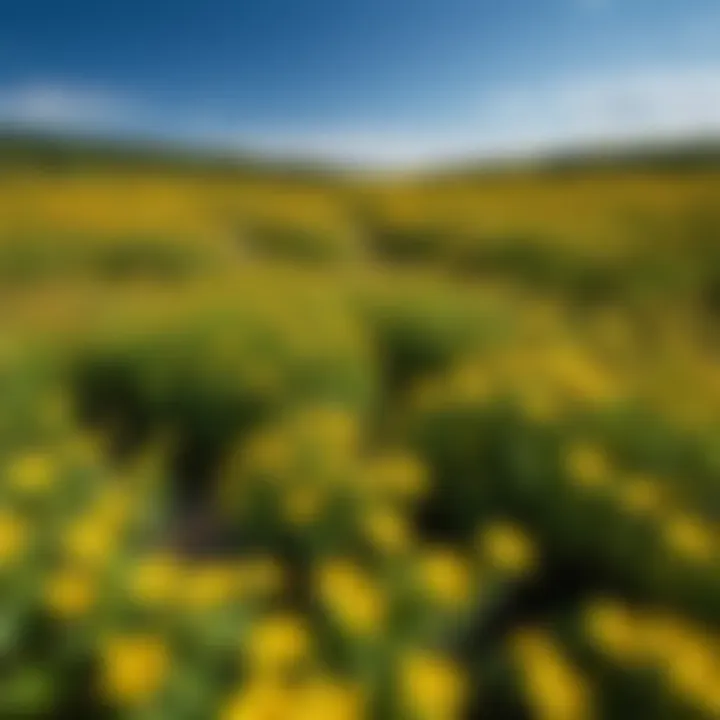 A serene landscape featuring a field of St. John's Wort plants under a clear blue sky.