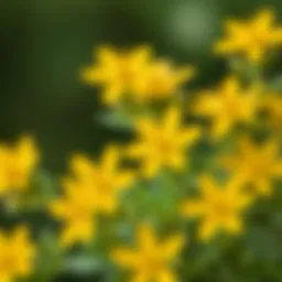 Close-up of St. John's Wort flowers showcasing their vibrant yellow color.