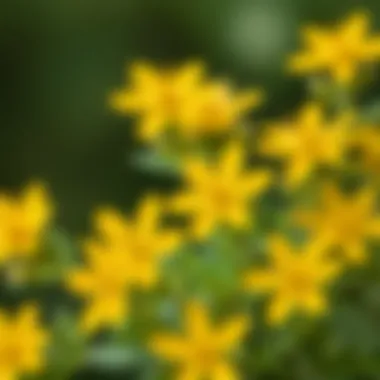 Vibrant St. John's Wort Flowers Close-up of St. John's Wort flowers showcasing their vibrant yellow color.
