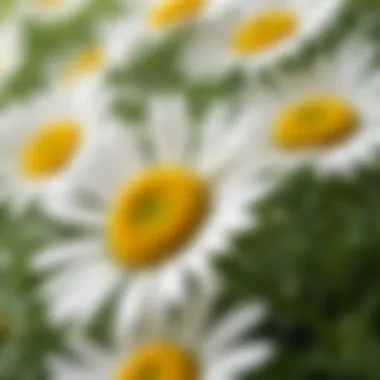 Close-up of chamomile petals and hair strands