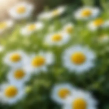 Fresh chamomile flowers in a sunlit garden