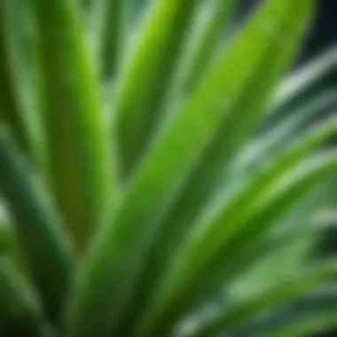 Close-up view of fresh aloe vera leaves with dew drops