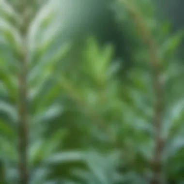 Close-up of rosemary leaves showcasing their properties