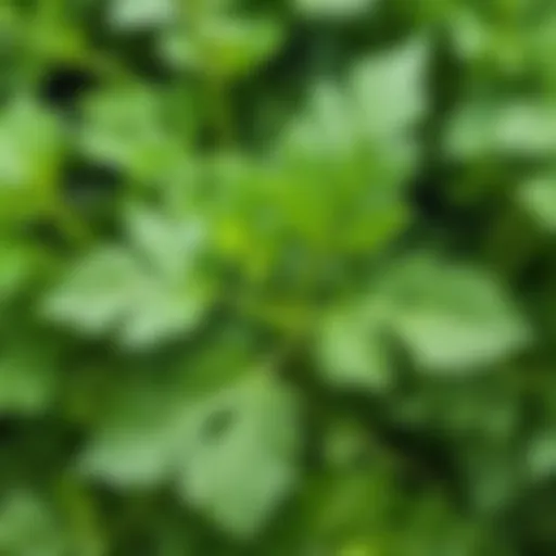 Fresh parsley leaves showcasing their vibrant green color