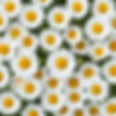Chamomile: A Symbol of Wellness Chamomile flowers symbolizing natural health