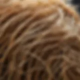 Close-up of a strand of dry hair under natural light, illustrating texture and damage.