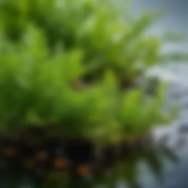The Natural Essence of Seaweed Extract A vibrant green seaweed extract showcasing its natural essence.