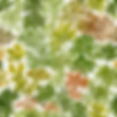 Diverse Types of Seaweed for Skin Care An artistic display of various seaweed types used in skin care.